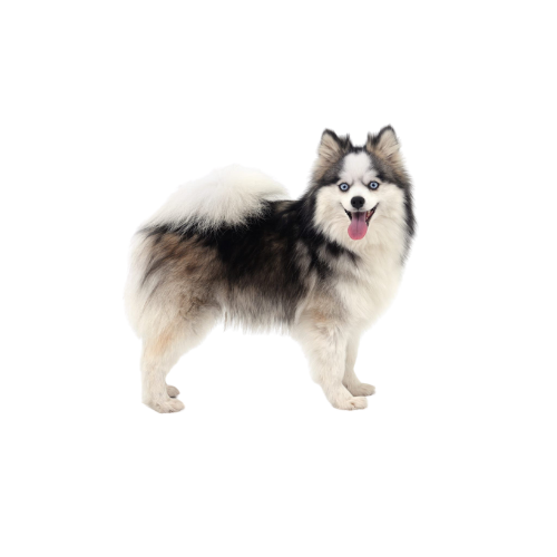 Pomsky kopen wachtlijst