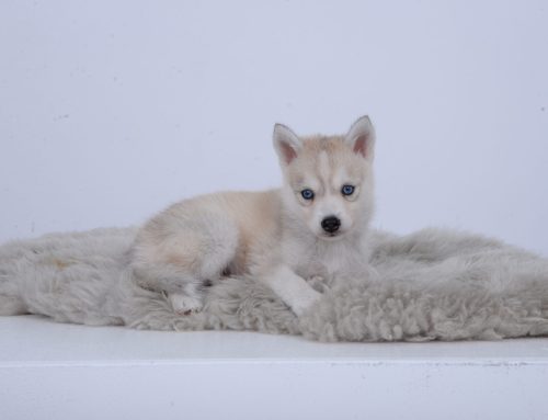 Eerste hulp bij het opvoeden van je Pomsky pup – Deel 2: Benchtraining, Alleen Leren Zijn & Socialisatie