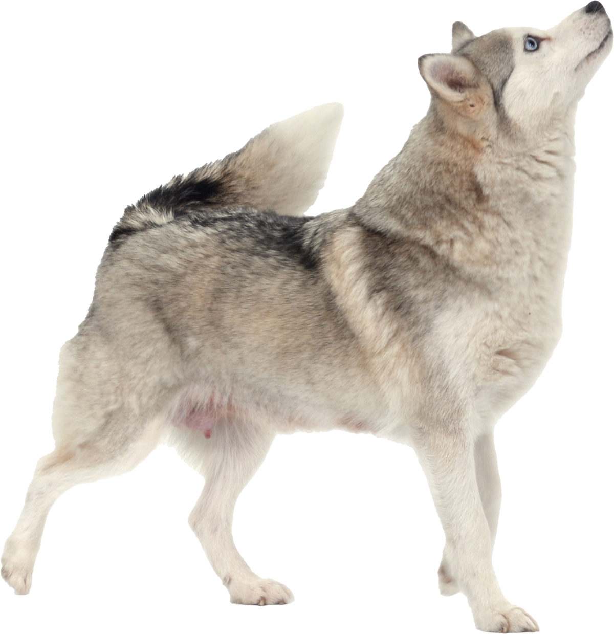 Alles over de Pomsky Pomsky Shades of Grey