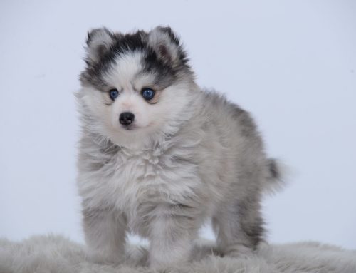 Eerste hulp bij het opvoeden van jullie Pomsky pup – Deel 3: De zindelijkheidstraining