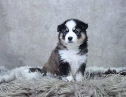 Bjitgedrag Pomsky’s