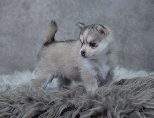 Eerste hulp bij het opvoeden van jullie Pomsky pup deel 1