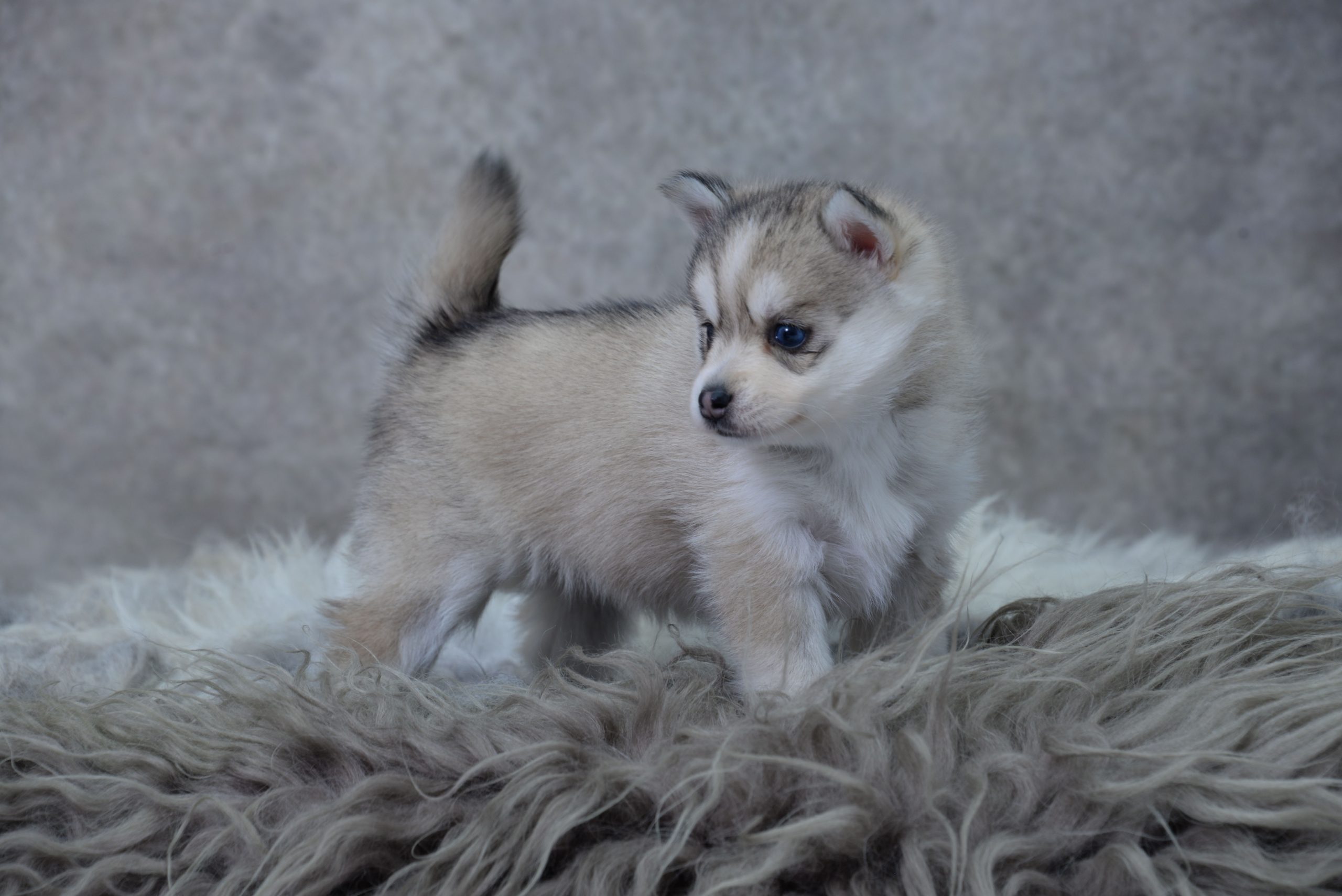 Pomsky garantie