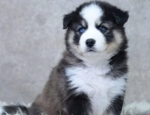 Eerste hulp bij het opvoeden van jullie Pomsky pup deel 1