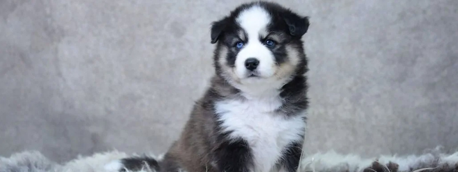 Pomsky pup