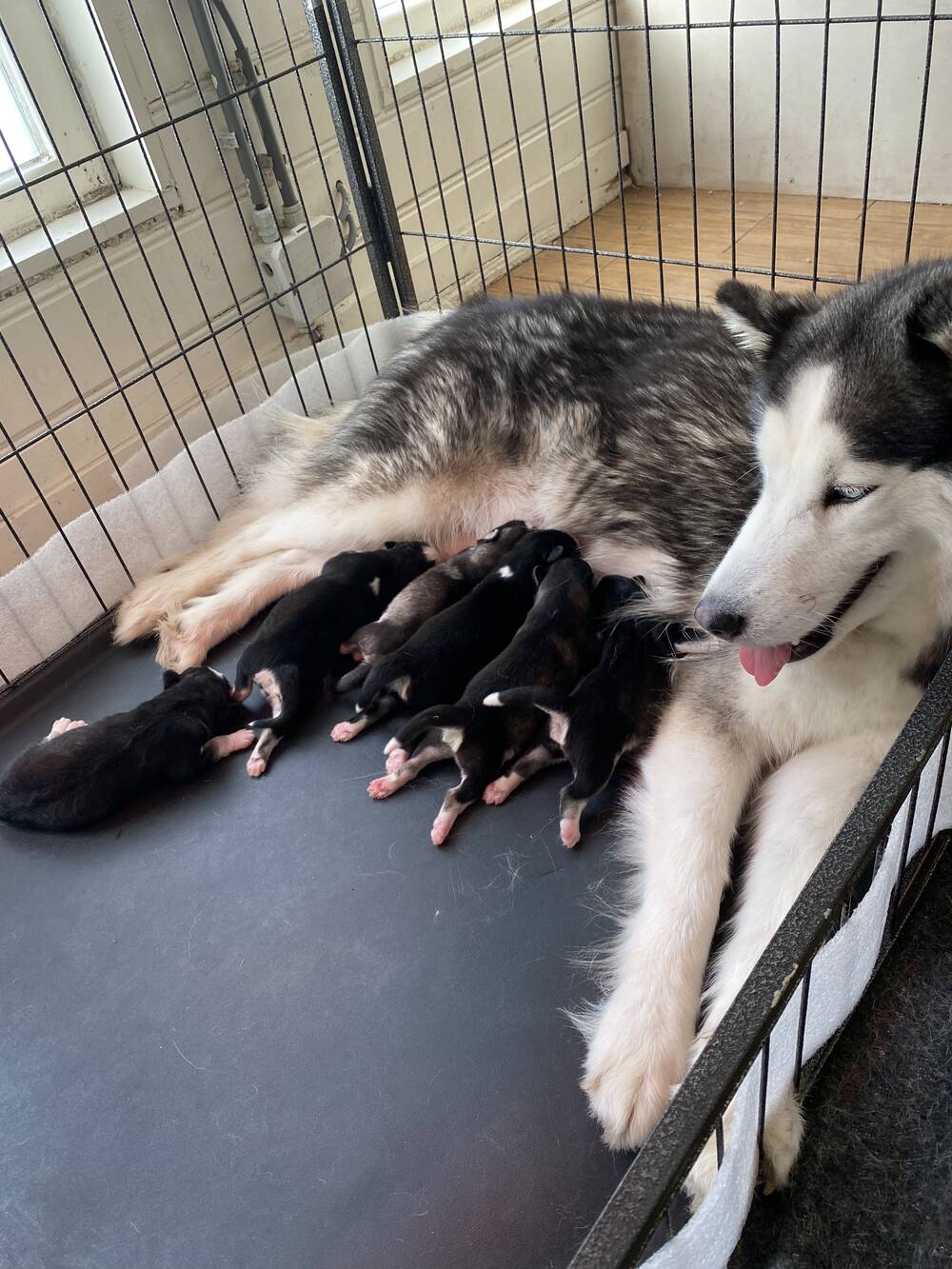 F2b pups Pomsky kosten