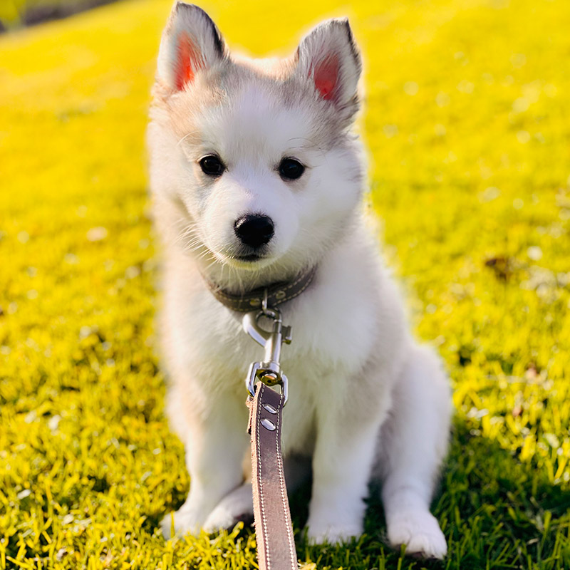 Pomsky pup ophalen