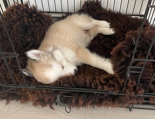 Pomsky’s Alleen Leren zijn
