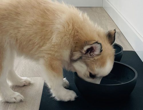 Eerste hulp bij het opvoeden van je Pomsky pup – Deel 2: Benchtraining, Alleen Leren Zijn & Socialisatie