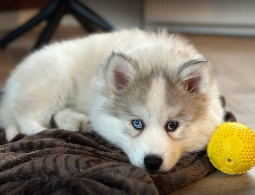 Pomsky leren om alleen te zijn – zo pak je het aan