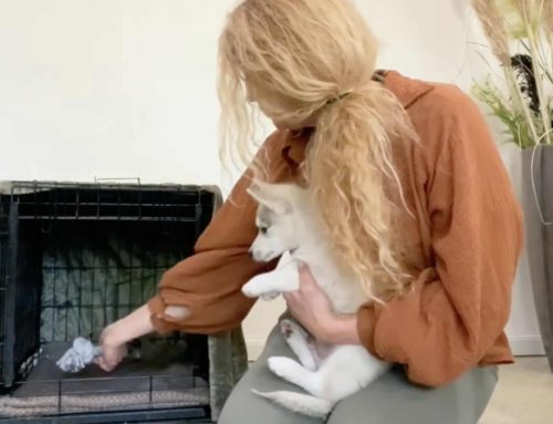 Eerste hulp bij het opvoeden van je Pomsky pup – Deel 2: Benchtraining, Alleen Leren Zijn & Socialisatie