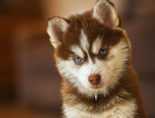 Eerste hulp bij het opvoeden van jullie Pomsky pup – Deel 3: De zindelijkheidstraining