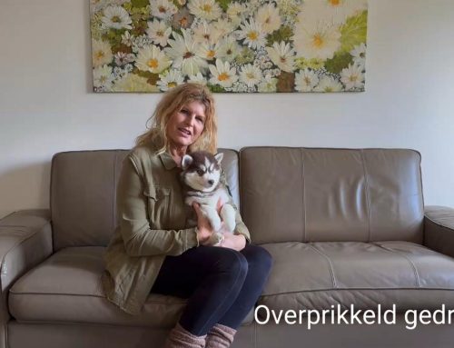 Eerste hulp bij het opvoeden van jullie Pomsky pup – Deel 4: Help mijn Pomsky Vertoont Overprikkeld gedrag