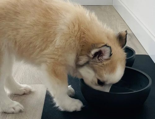 Eerste hulp bij het opvoeden van jullie Pomsky pup – Deel 5: Pomsky Voeding
